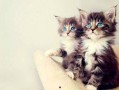 娱乐吃瓜酱小猫被薅起来,薅猫事件背后的真相