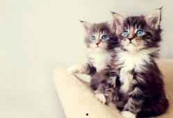 娱乐吃瓜酱小猫被薅起来,薅猫事件背后的真相
